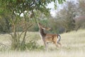 Fallow deer stag seen from the side eating the leafs from a tree Royalty Free Stock Photo