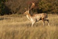 Fallow deer stag seen from the side running through a forest field during autumn Royalty Free Stock Photo