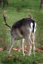 Fallow Deer Stag showing easily identifiable rump markings.