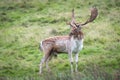 Fallow deer stag Royalty Free Stock Photo