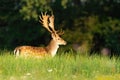 Fallow deer stag standing on a green meadow in sunlight