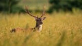 Fallow deer stag standing in long grass in spring sunlight Royalty Free Stock Photo