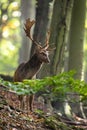 Fallow deer stag standing in woodland in fall in vertical shot