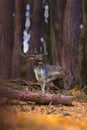 Fallow deer stag walking in forest in autumn nature.