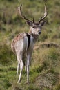 Fallow deer stag Royalty Free Stock Photo