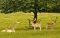 Fallow deer stags (Dama dama)