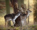 Fallow Deer Stags in Wood Royalty Free Stock Photo