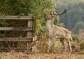 Fallow deer standing with bracken and fence Royalty Free Stock Photo