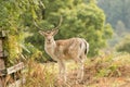 Fallow deer standing with bracken and fence Royalty Free Stock Photo