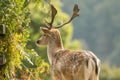 Fallow deer standing with bracken and fence Royalty Free Stock Photo