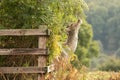 Fallow deer standing with bracken and fence Royalty Free Stock Photo