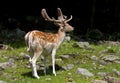 Fallow deer standing in the forest
