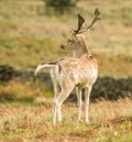 Fallow deer standing in long grass Royalty Free Stock Photo