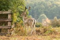 Fallow deer standing with bracken and fence Royalty Free Stock Photo