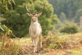 Fallow deer standing in long grass Royalty Free Stock Photo