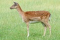 Fallow deer Royalty Free Stock Photo