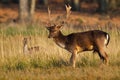 Fallow deer standing on meadow with cub hiding in long grass Royalty Free Stock Photo