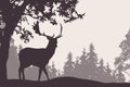 Fallow deer standing under a deciduous tree with coniferous fore