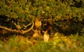 Fallow deer standing under a tree in autumn Royalty Free Stock Photo