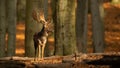 Fallow deer standing in woodland and looking around in autumn rutting season Royalty Free Stock Photo
