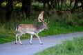 Fallow-deer on the street Royalty Free Stock Photo