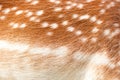 Fallow deer texture