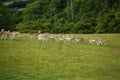 Fallow deer together running uphill Royalty Free Stock Photo