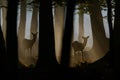 Fallow deer in twilight Royalty Free Stock Photo