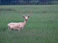 Fallow Deer With Velvet Horns Royalty Free Stock Photo