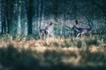 Fallow deer walking in tall grass in forest. Royalty Free Stock Photo