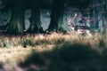 Fallow deer walking in tall grass in forest. Royalty Free Stock Photo