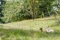Fallow deer whit baby in nature Royalty Free Stock Photo