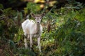 Fallow Deer