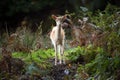 Fallow Deer