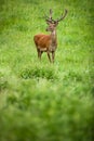 Fallow deer wild ruminant mammal on pasture Royalty Free Stock Photo