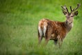 Fallow deer wild ruminant mammal on pasture Royalty Free Stock Photo
