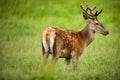 Fallow deer wild ruminant mammal on pasture Royalty Free Stock Photo