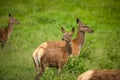 Fallow deer wild ruminant mammal on pasture Royalty Free Stock Photo