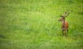 Fallow deer wild ruminant mammal on pasture Royalty Free Stock Photo