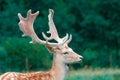 Fallow deer in the wilderness Royalty Free Stock Photo