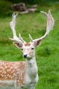 Fallow deer in the wilderness Royalty Free Stock Photo
