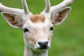 Fallow deer in the wilderness Royalty Free Stock Photo