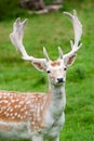 Fallow deer in the wilderness