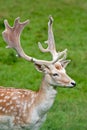 Fallow deer in the wilderness Royalty Free Stock Photo