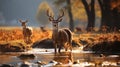 Fallow Deer in the Wilderness in their natural habitat