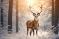 Fallow deer in winter forest. Beautiful animal in snowy forest, Noble deer male in winter snow forest. Artistic winter christmas