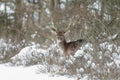 Fallow deer in wintertime Royalty Free Stock Photo