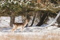 Fallow deer in wintertime Royalty Free Stock Photo