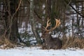 Fallow Deer ( Dama dama ). A beautiful fallow deer lies on the snow. Male deer (Fallow Deer, Dama Dama, Daniel