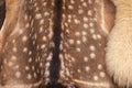 Fallow deer (Dama dama)fur texture. Royalty Free Stock Photo